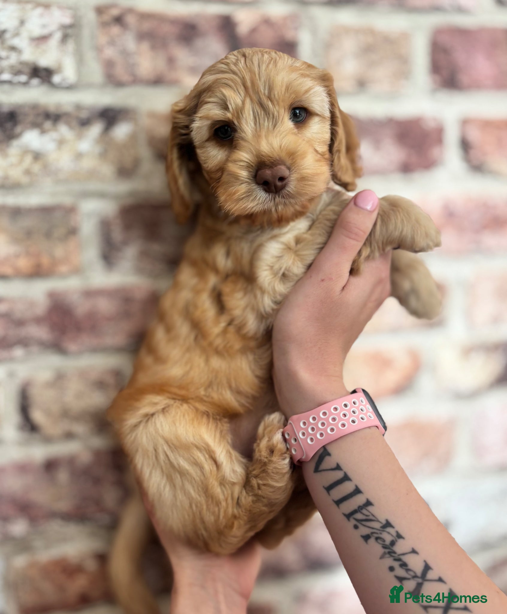 Cockapoo dogs ✨1 LAST BOY AVAILABLE Doncaster 📍 - Advert 7