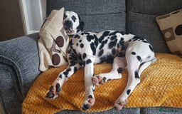 Dalmatian dogs for stud: Handsome boy for stud in Doncaster - Image 5