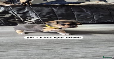 Mixed Breed dogs - Advert 3