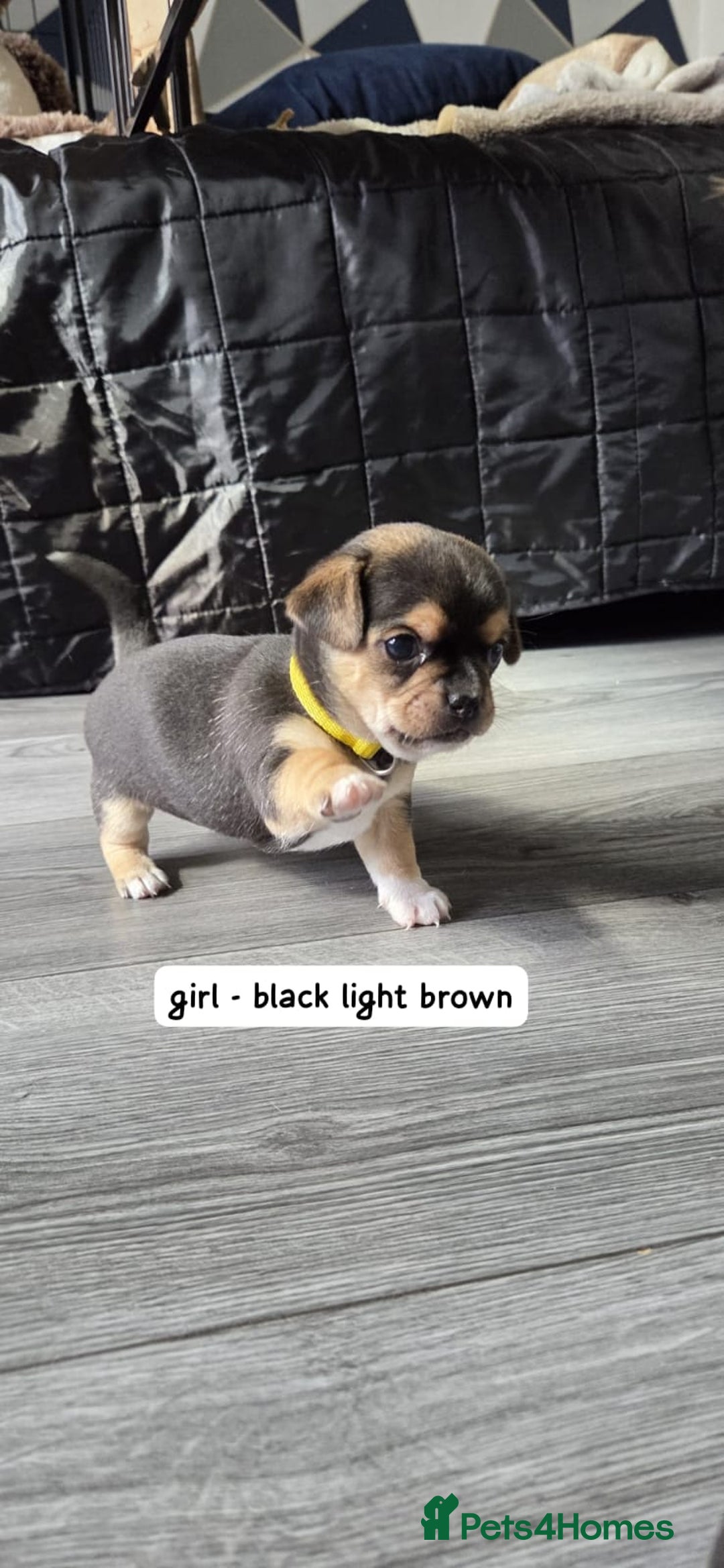 Mixed Breed dogs for sale: Adorable F1b Bullhuahua puppies - Image 4