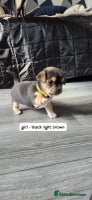 Mixed Breed dogs - Advert 4