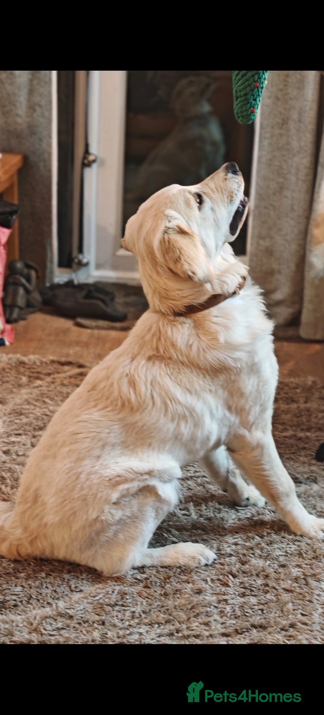 Golden Retriever dogs for sale: Golden retriever  - Advert 3