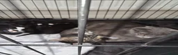 Russian Blue cats for sale: Russian tabys - Advert 5