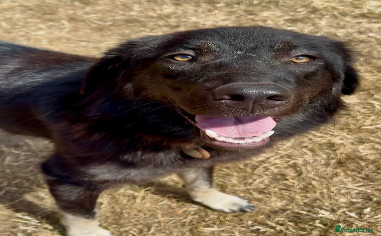 Mixed Breed dogs - Advert 7