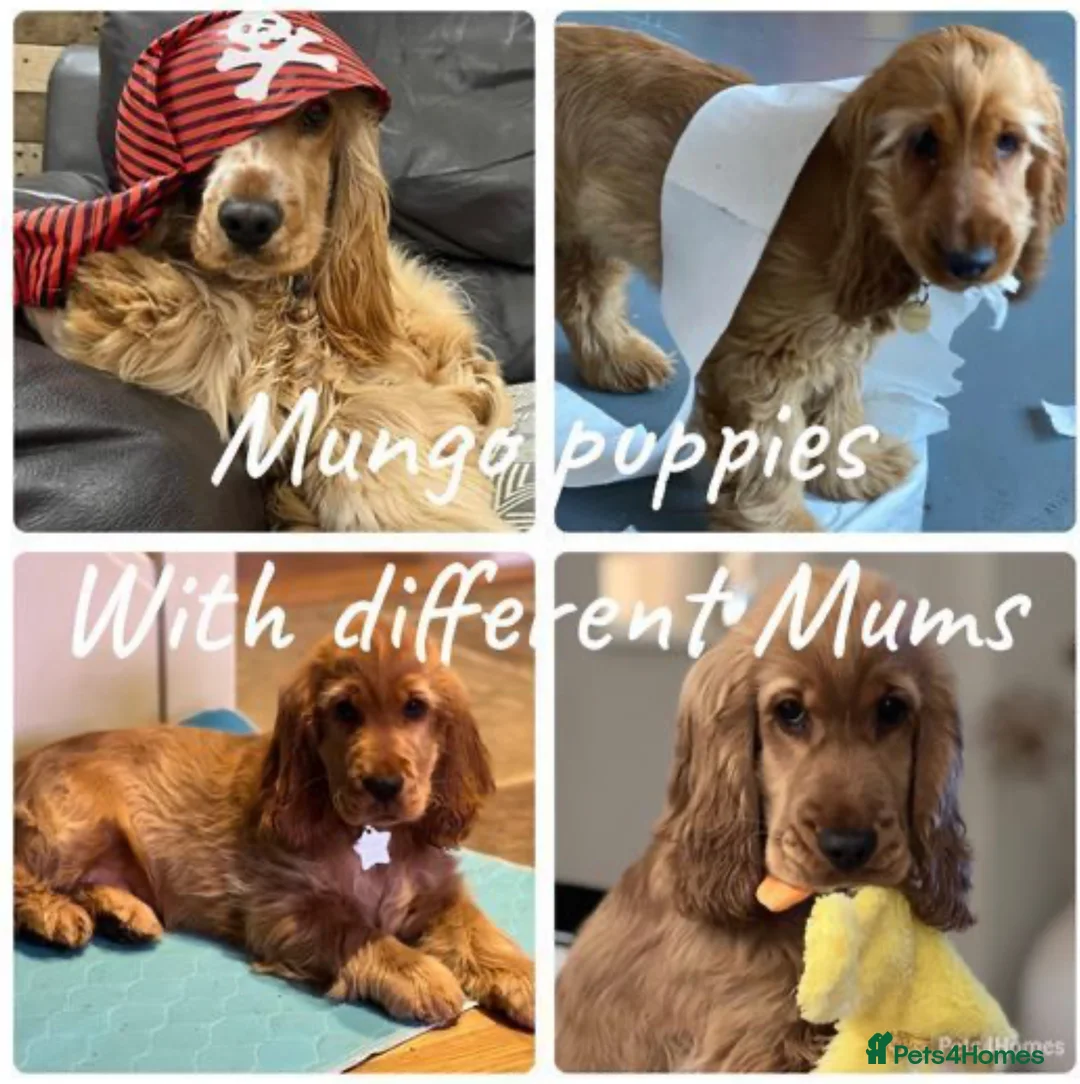 Cocker Spaniel dogs for stud: *Mungo* GOLDEN Show Cocker PEDIGREE BEST TESTED in Bradford-on-Avon - Advert 19
