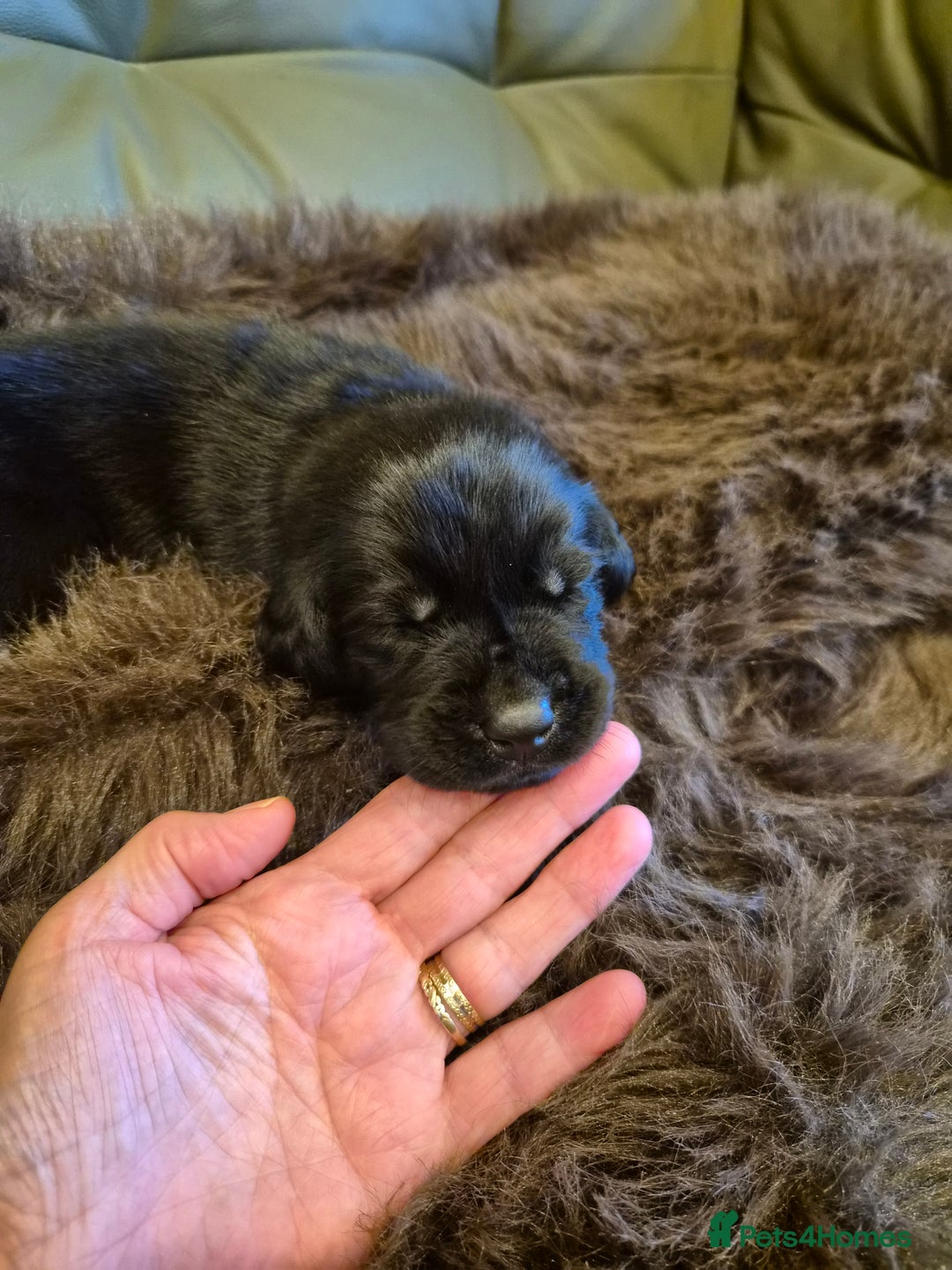 Labrador Retriever dogs for sale: Black labrador retreivers - Image 3