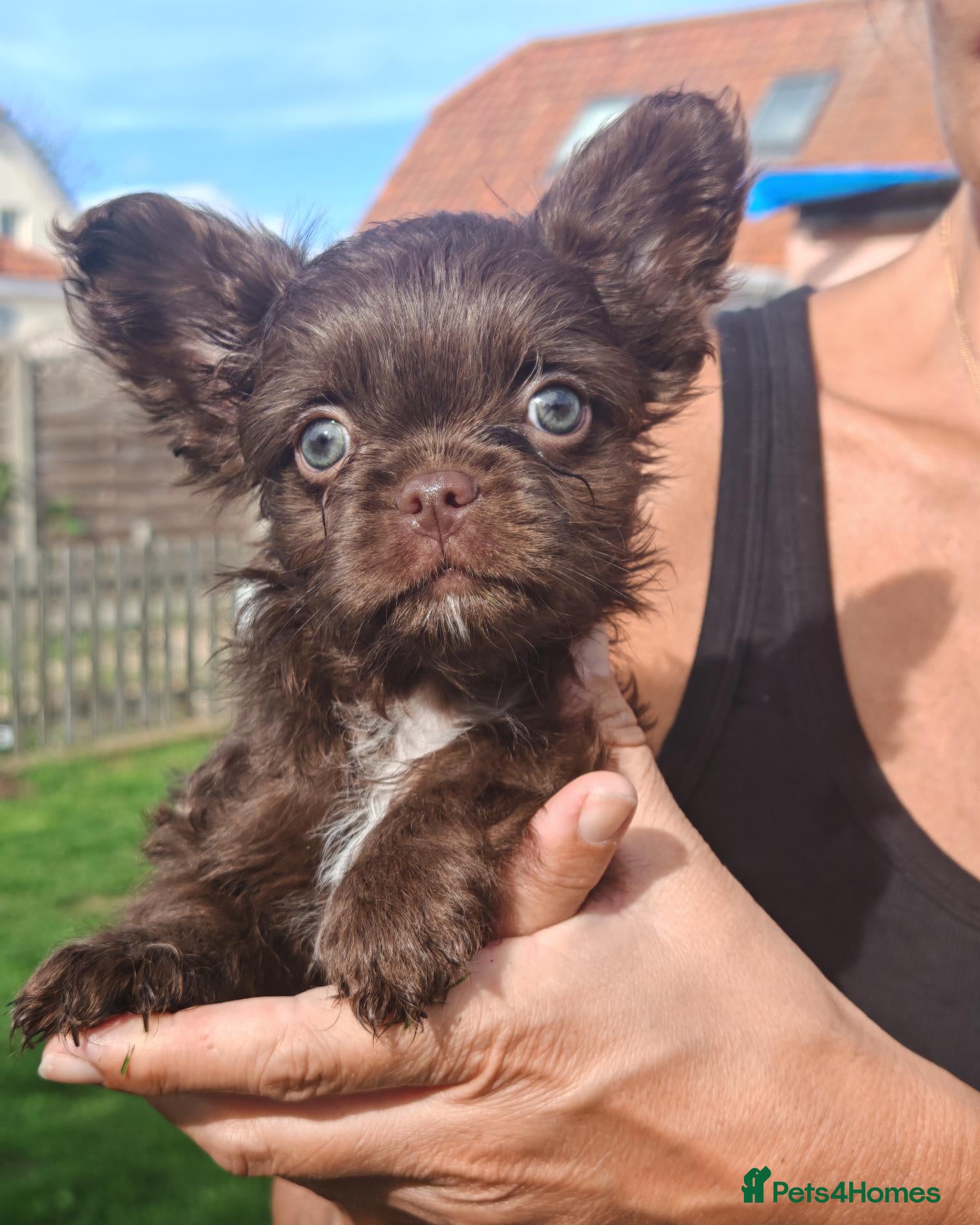 French Bulldog dogs French Bulldog Cross Affenpinscher - Advert 1