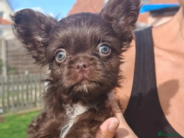 French Bulldog dogs for sale: French Bulldog Cross Affenpinscher - Advert 1