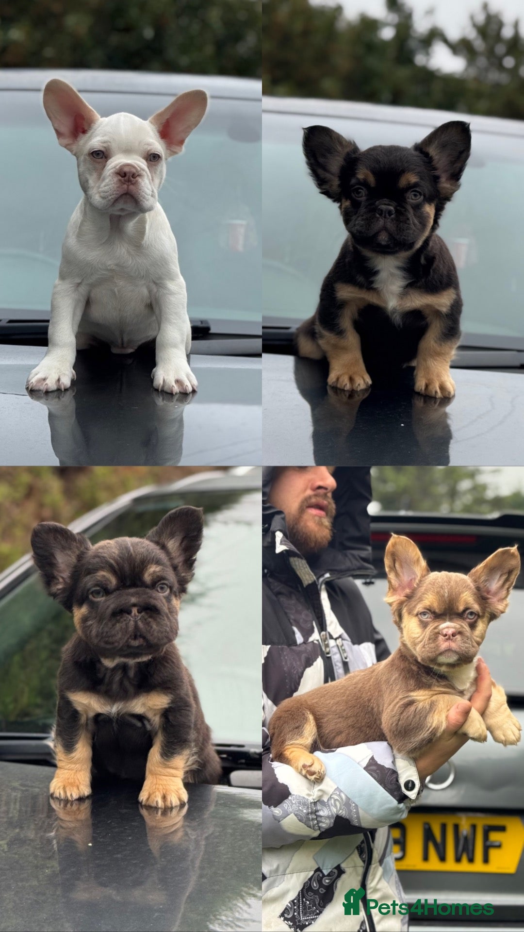 French Bulldog dogs Unique French bulldog pups READY - Advert 1