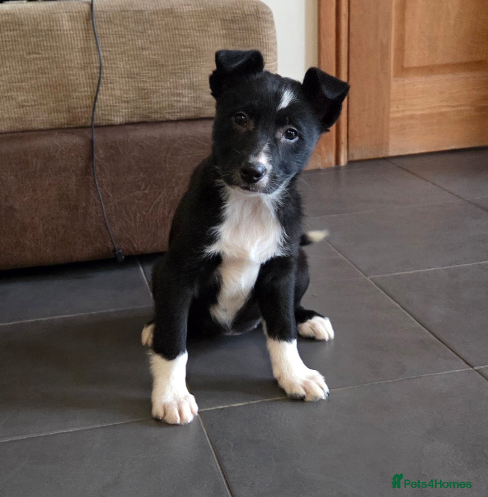 Australian Kelpie dogs Kelpie x pups - Advert 2