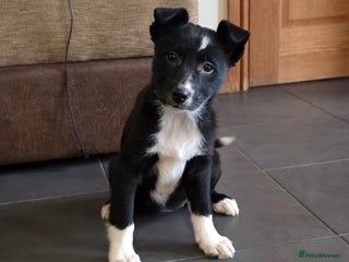 Australian Kelpie dogs Kelpie x pups - Advert 2