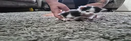 Turkish Van cats for sale: Ready to leave babies x3 black and white  - Advert 9