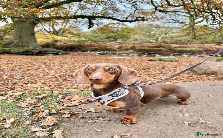 Miniature Dachshund dogs - Advert 1