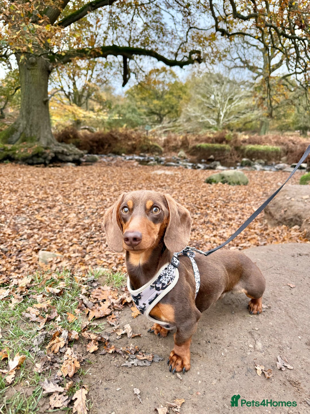 Miniature Dachshund dogs for stud: KC reg Mini Chocolate & tan STUD,Proven,PRA clear - Image 1