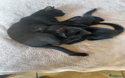 Mixed Breed cats for sale: Kittens ready to leave  - Image 13