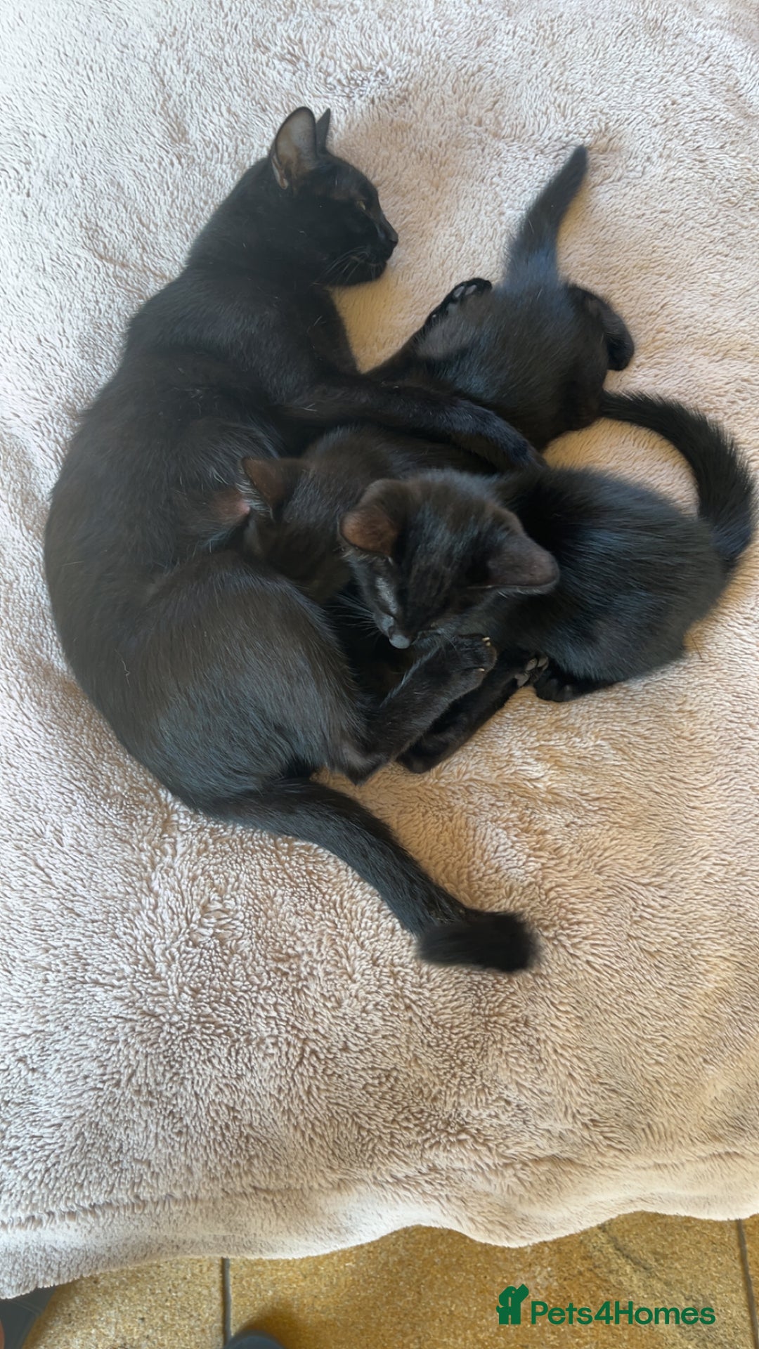 Mixed Breed cats for sale: Kittens ready to leave  - Image 13
