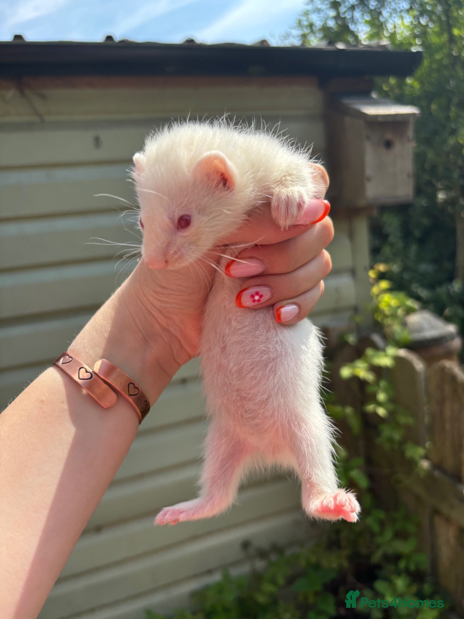 Ferret rodents Albino micro jill for sale  - Advert 2