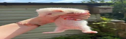 Ferret rodents for sale: Albino micro jill for sale  - Advert 2
