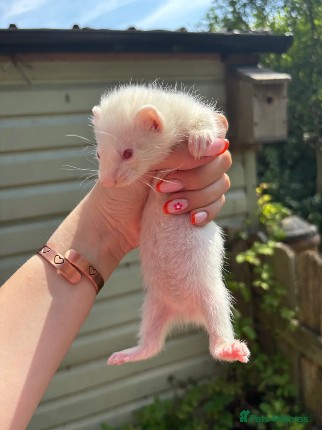 Ferret rodents for sale: Albino micro jill for sale  - Advert 2