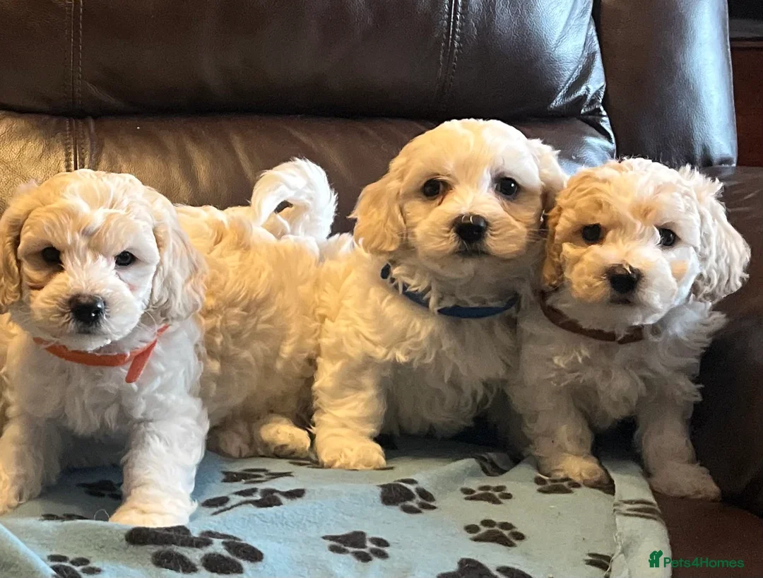 Cavachon dogs for sale: Cute Cavachon x bichon Frise puppies  - Advert 22