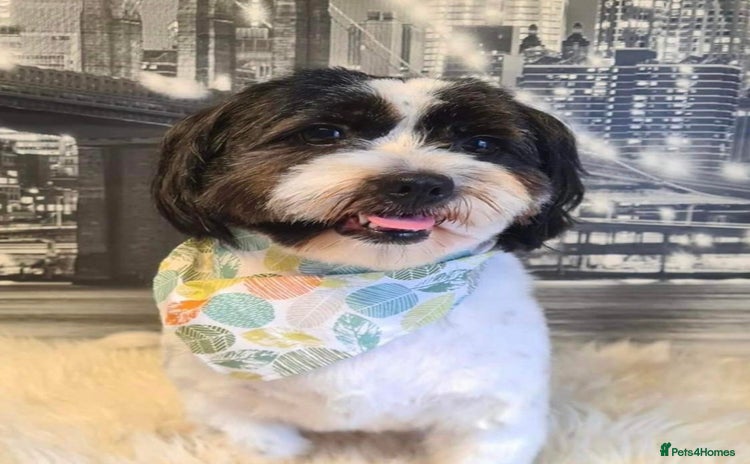 Shih Tzu dogs - Advert 6