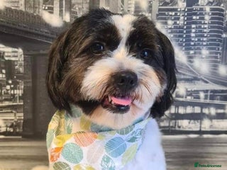 Shih Tzu dogs for sale - Advert 1