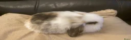 Mini Lop rabbits for sale: Mini lop litter. *Fantastic temperaments* - Advert 7