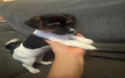 Jack Russell dogs for sale: Jack Russell litter of 7 - Advert 27