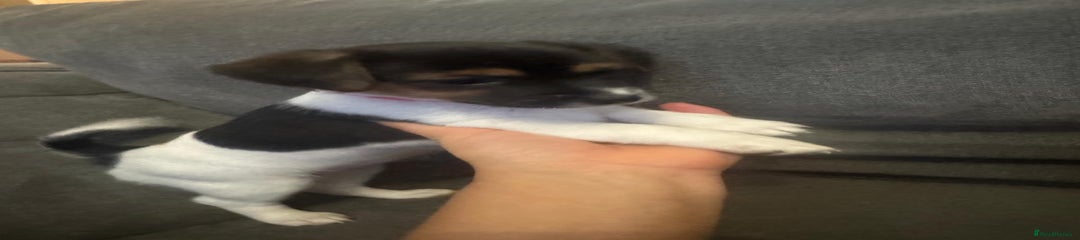 Jack Russell Puppy 6