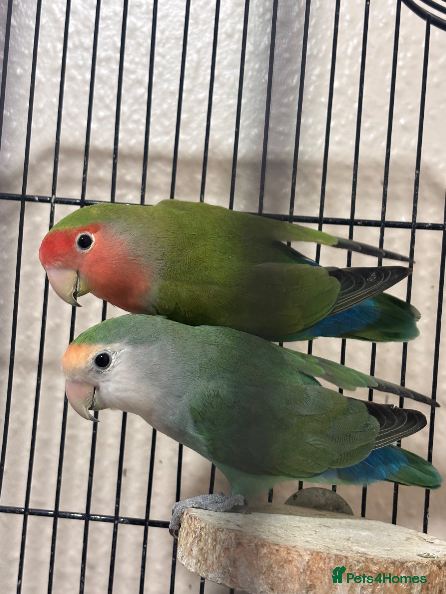 Lovebirds birds Selling love birds  - Advert 14