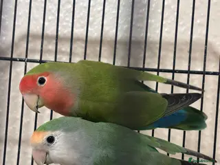 Lovebirds birds Selling love birds - Advert 14