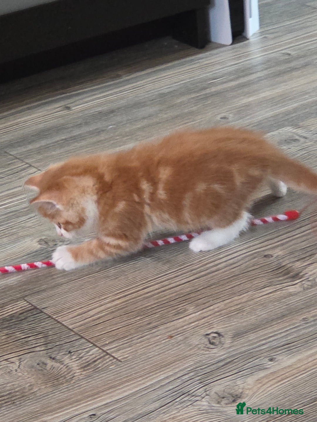 Mixed Breed cats for sale: Mainecoon x kittens - Advert 2