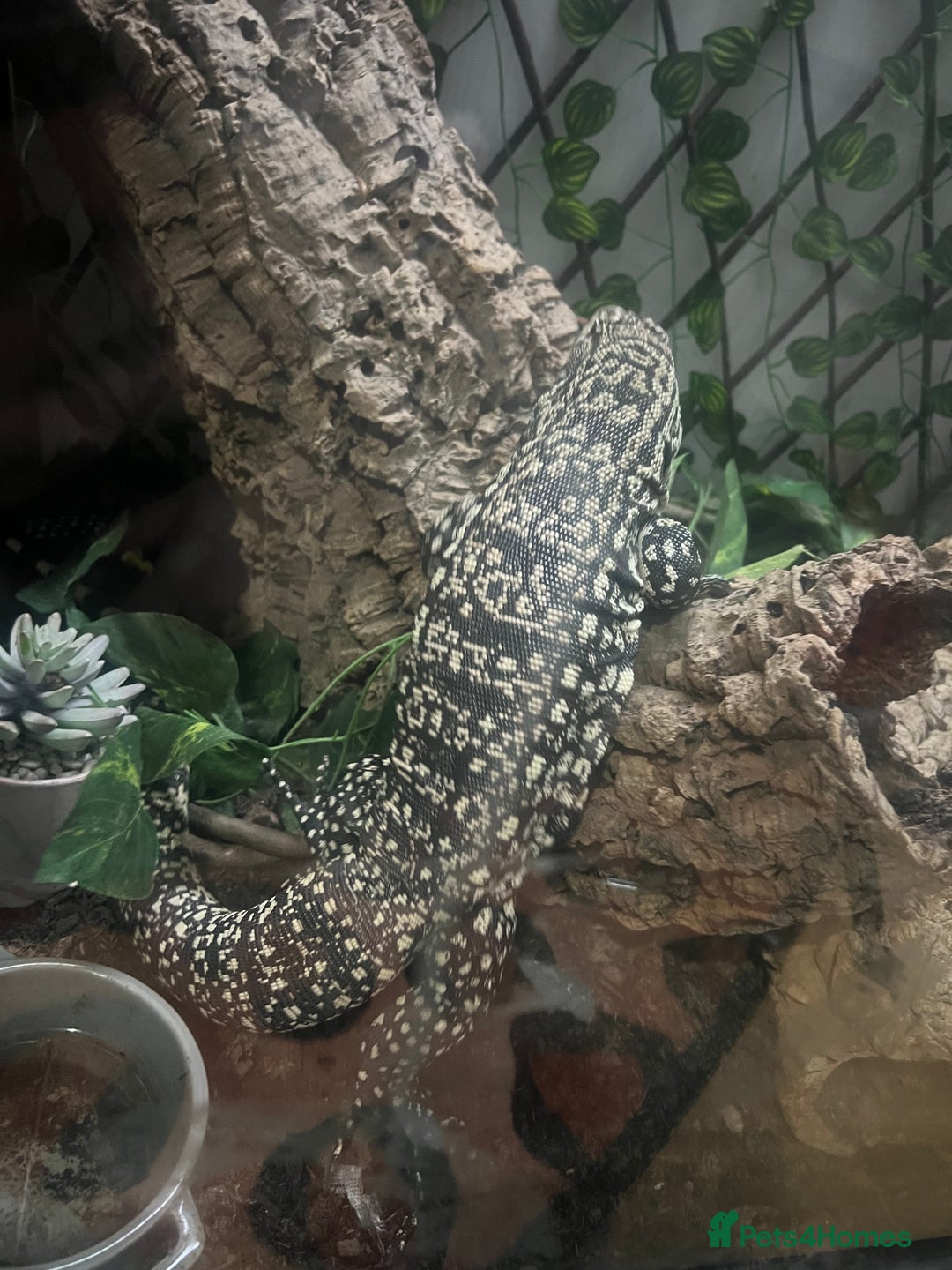 Lizard reptiles for sale: Black and white tegu for sale  - Advert 12
