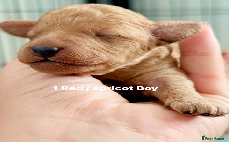 Poochon dogs - Advert 1