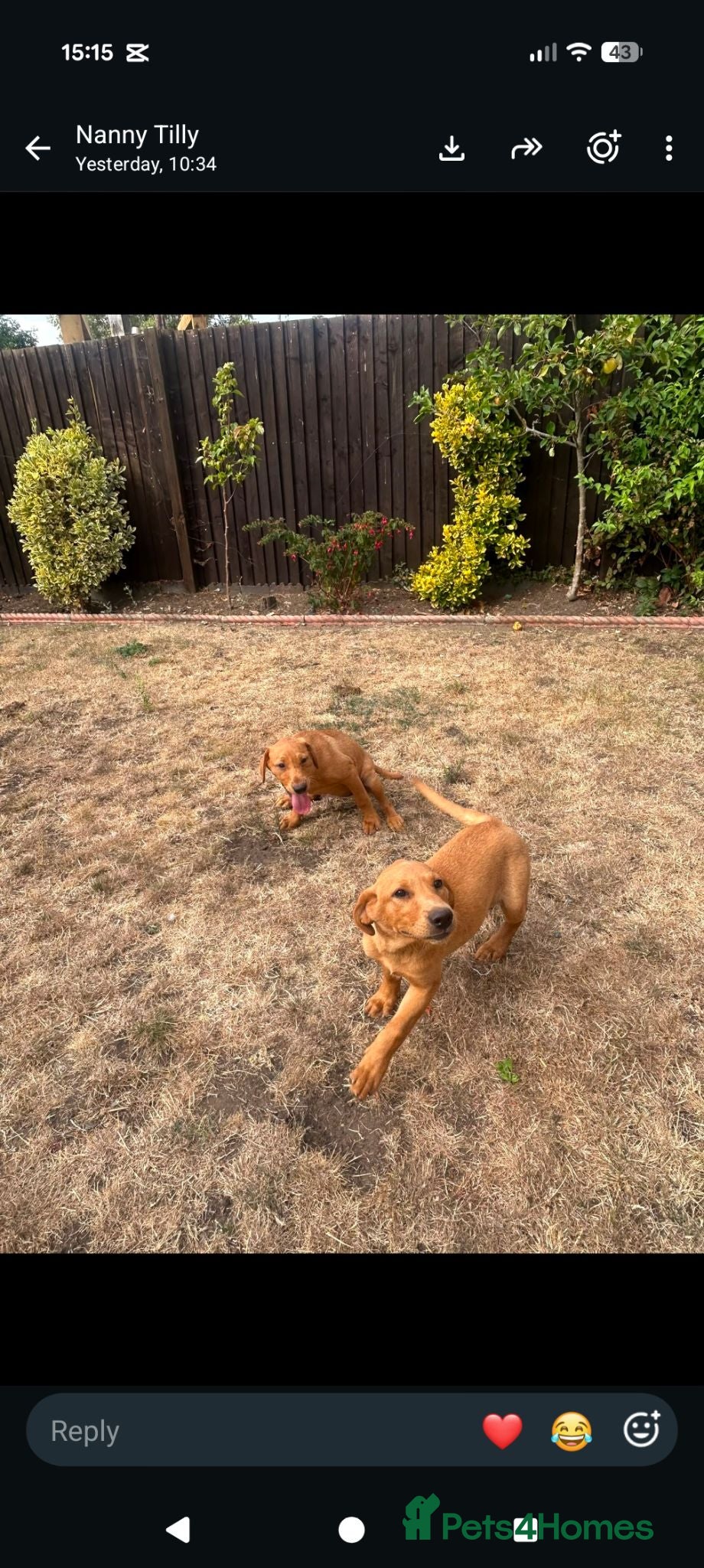 Labrador Retriever dogs 2 beautiful girl  Labrador Puppies  - Advert 1