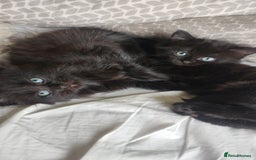 Mixed Breed cats for sale: Fluffy black kittens  - Image 4