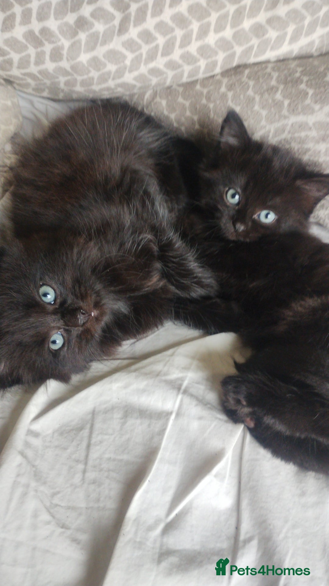Mixed Breed cats for sale: Fluffy black kittens  - Image 4