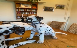 Dalmatian dogs for sale: Absolutely stunning liver puppy  - Image 5