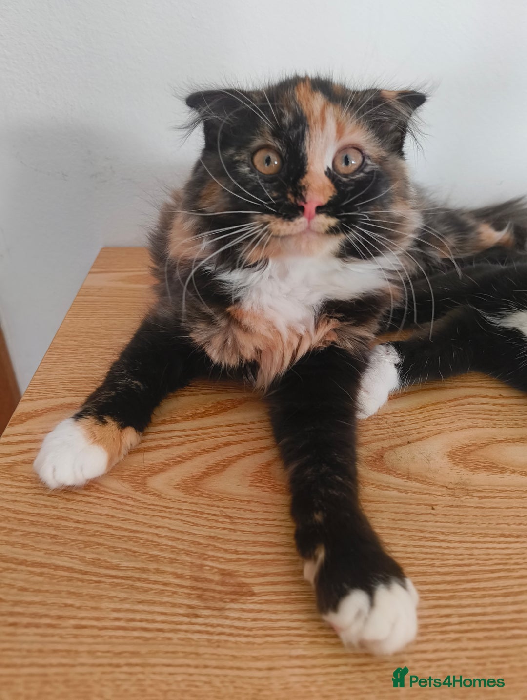 Scottish Fold cats for sale:  1 Tuxedo Scottish Fold Kitten Boy  in Manningtree - Image 8