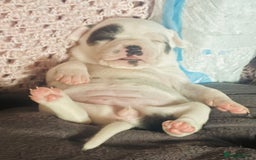 Mixed Breed dogs for sale: Staffy cross Cane corso  - Image 9