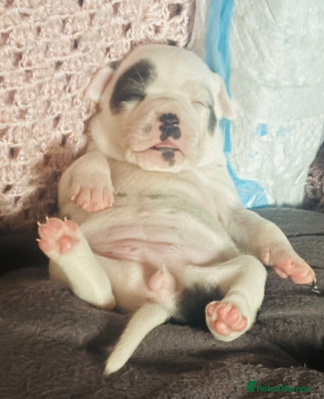 Mixed Breed dogs for sale: Staffy cross Cane corso  - Image 9