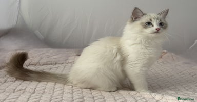 Ragdoll cats - Advert 10