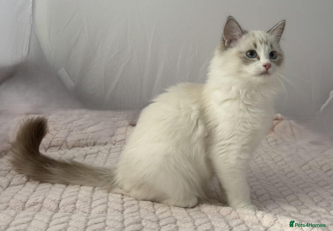 Ragdoll cats for sale: Playful Pedigree Ragdoll Kittens Available - Image 2