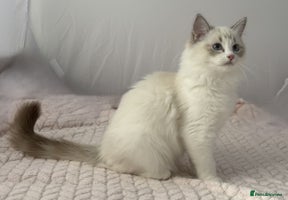 Ragdoll cats - Advert 5