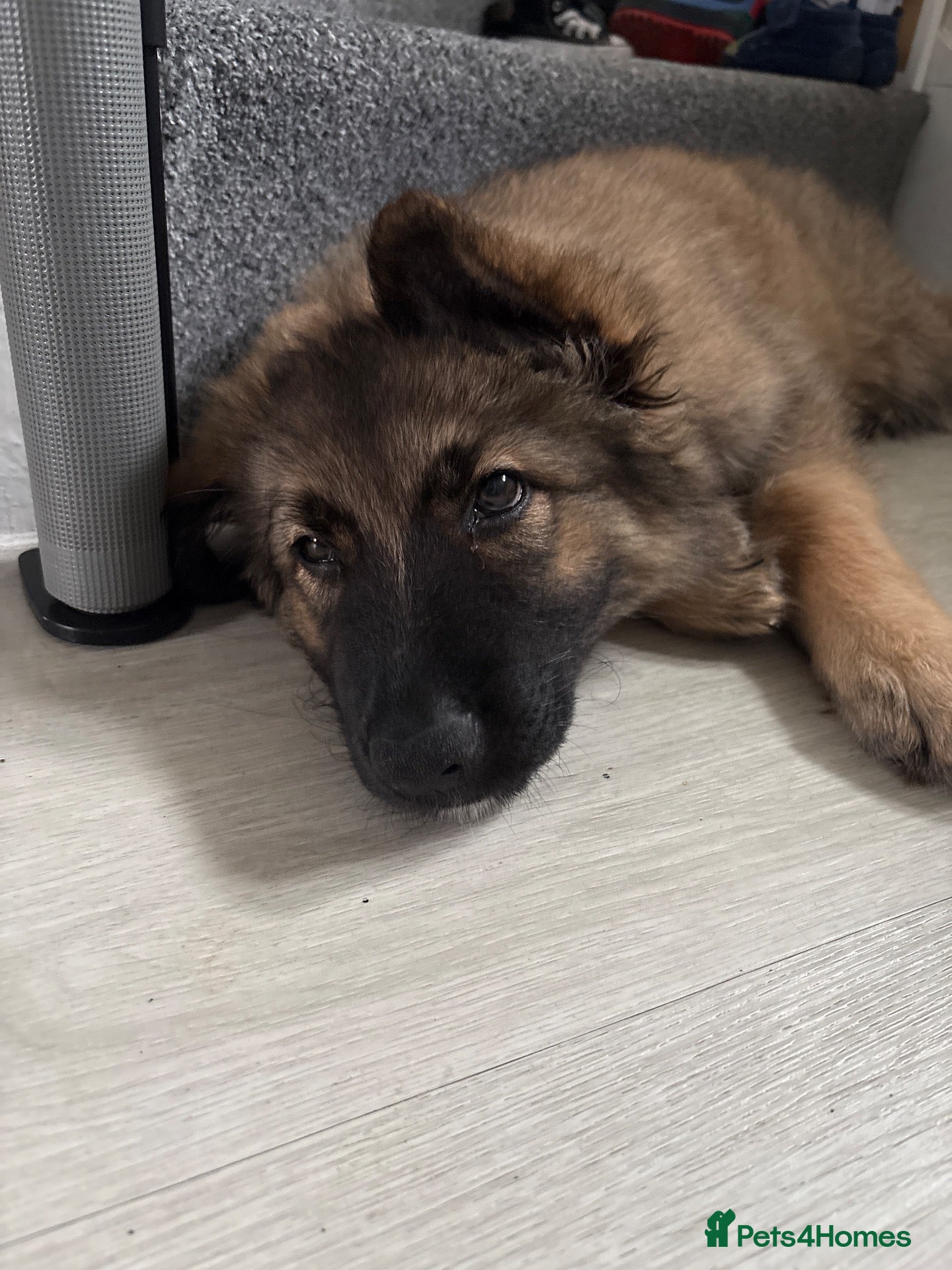 German Shepherd dogs 11 week old German shepherd  - Advert 1