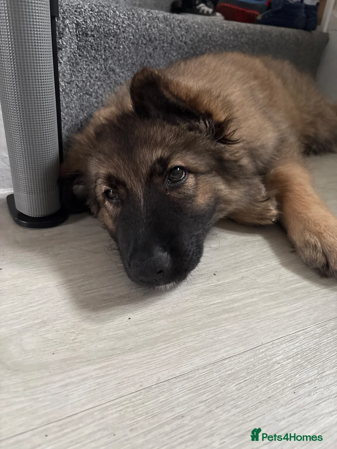 German Shepherd dogs for sale: 11 week old German shepherd  in Felixstowe - Advert 1