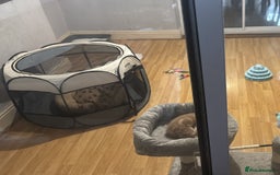 British Shorthair cats for sale: Kitten for sale 8 weeks - Image 3