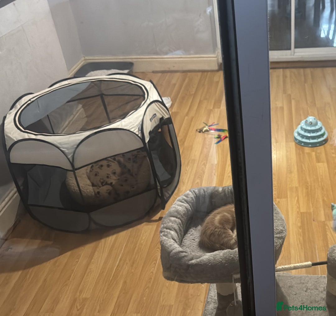 British Shorthair cats for sale: Kitten for sale 8 weeks - Image 3