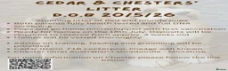 Mixed Breed dogs for sale: Cockerpoo X Miniature Australian Labradoodle  in Kettering - Advert 9