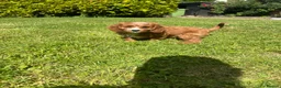 Cavapoo dogs for sale: Cavapoo puppies for sale  in Sittingbourne - Advert 5